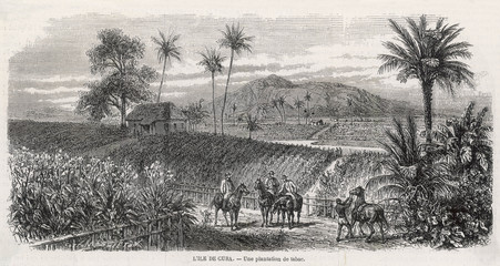 Cuban tobacco plantation. Date: 1870