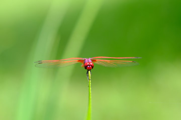 Dragonfly holding on leaf with bokeh of sunlight  backgrounds