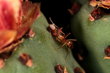ants on cactus