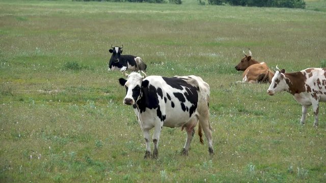 Multicolored cows graze and mooch
