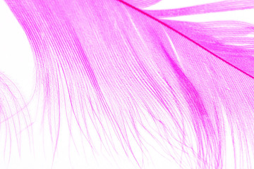Color Feather, macro detail of each thin line