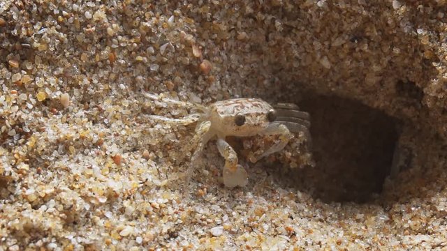 Solitary Ghost Crab Throwing Sand from his Borrow