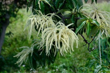 Cream yellow blossoms of Japanese Chestnut (Castanea crenata)