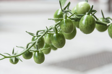 détail tomates grappe vertes en début d'été