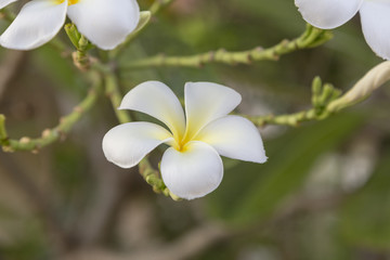Plumeria Flower or Jampa or Lilawadee