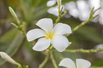 Obraz na płótnie Canvas Plumeria Flower or Jampa or Lilawadee