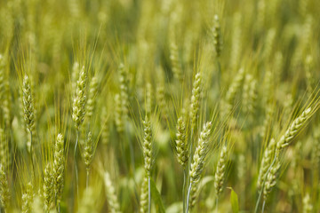 Wheat field in summer, Schuylkill County, Pennsylvania, USA