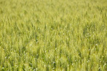 Wheat field in summer, Schuylkill County, Pennsylvania, USA