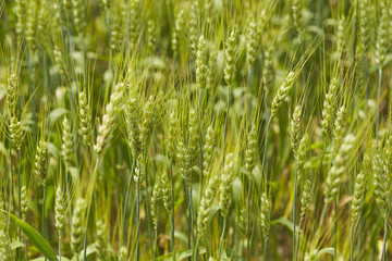 Wheat field in summer, Schuylkill County, Pennsylvania, USA