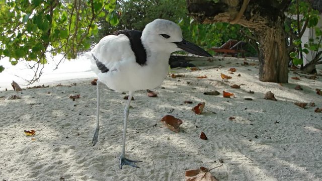 Juliette the Crab Plover, a Resort's Macot on Mahaanaelhihuraa Island