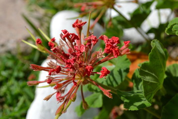 Red geranium closeup