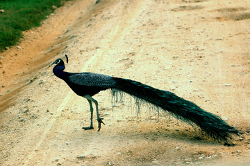 male peacock is waiting for female
