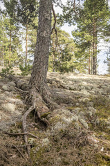 Fototapeta premium Pine close-up in the moss in the spring forest, sunny afternoon.