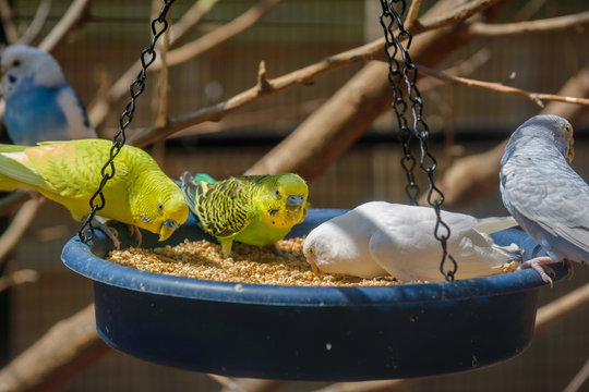 Brightly colored parakeets eating birdseed from a dish