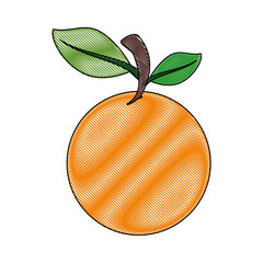 orange fruit icon over white background colorful design vector illustration