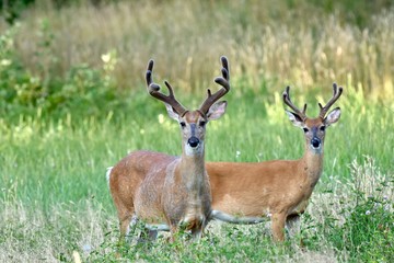 Naklejka na ściany i meble White-tailed buck deer (Odocoileus virginianus) in velvet