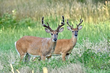 White-tailed buck deer (Odocoileus virginianus) in velvet