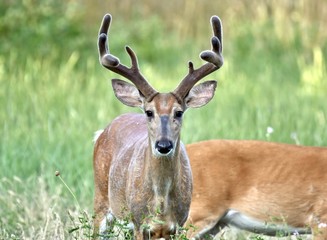 White-tailed buck deer (Odocoileus virginianus) in velvet