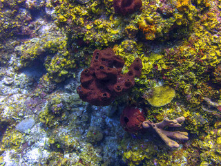 Coral Reef in Roatan Honduras