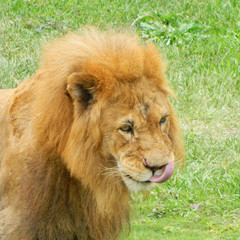 Lion at the Metropolitano de Lima Zoo