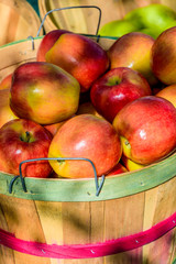 Bushel of Apples 1