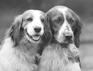 Fall - Welsh Springer - 1934. Date: 1934