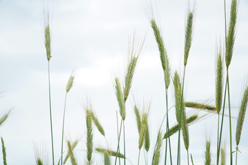 wheat growing in the farm field