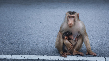 Naklejka premium monkey