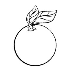  Line Drawing of Orange with leave -Simple line Vector