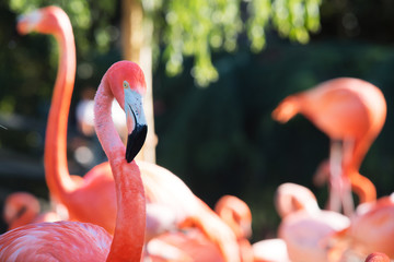 Pink flamingo in nature