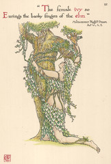 Plants - Hedera Helix. Date: 1906