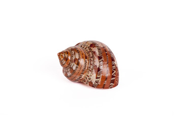 Seashells Isolated With Paths