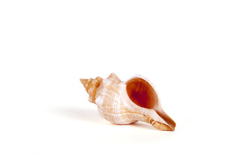 Seashells Isolated With Paths