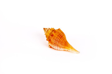 Seashells Isolated With Paths