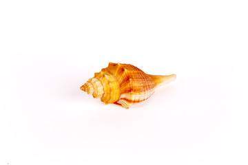 Seashells Isolated With Paths