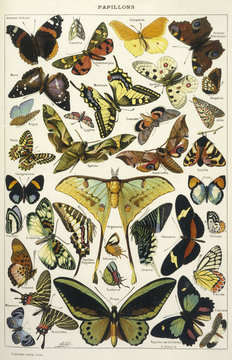 Butterflies in Larousse. Date: 1913