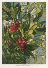 Holly - Mistletoe. Date: 1863