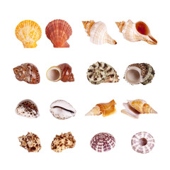 Seashells Isolated With Paths