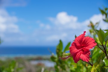 Hibiscus