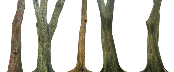Obraz premium Zestaw pnia drzewa na białym tle