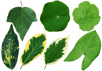 Leaves on white background