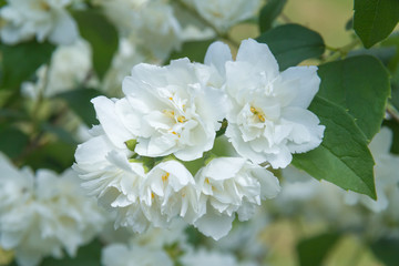 Obraz na płótnie Canvas jasmine flowers in spring