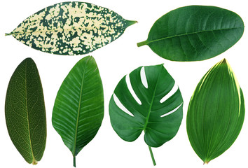 Leaves on white background