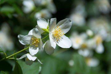 jasmine flowers  in spring