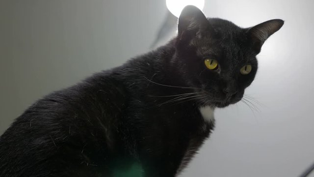 Close-up portrait of beautiful black cat 