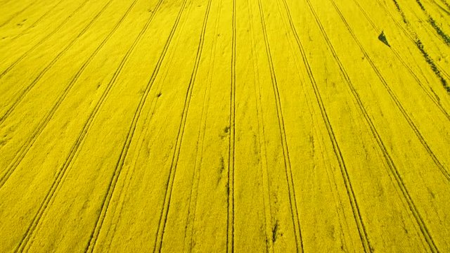 Flight over Field with flowering Canola flowers. Aerial footage. Flight over the field of rapeseed