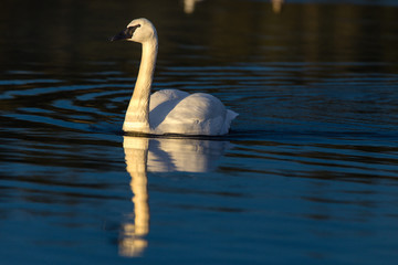 Swan Reflection