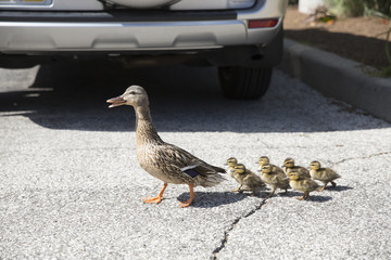 Mother duck crossing parking lot with her baby ducklings 