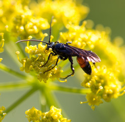 Wasp on yellow flower in nature