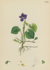 Plants: Viola Odorate or Sweet Violet.. Date: 1865